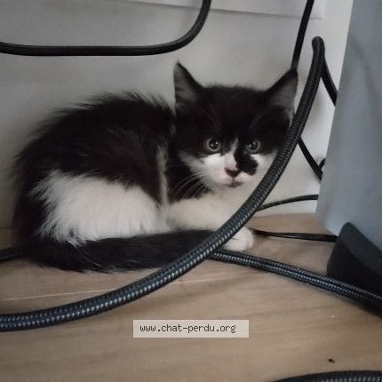 Photo of a cat reunited in Quimper