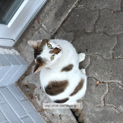 Photo of a cat reunited in Mons En Baroeul