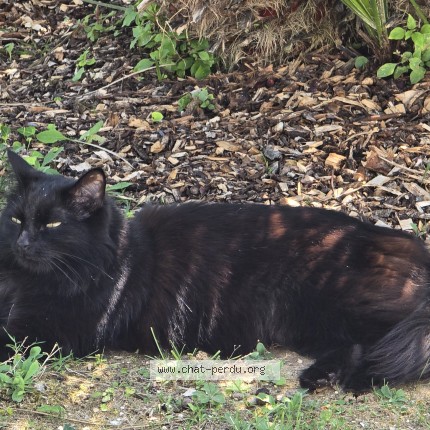 Photo of a cat reunited in Les Portes En Re