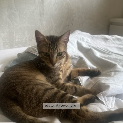 Photo of a cat reunited in Gennevilliers