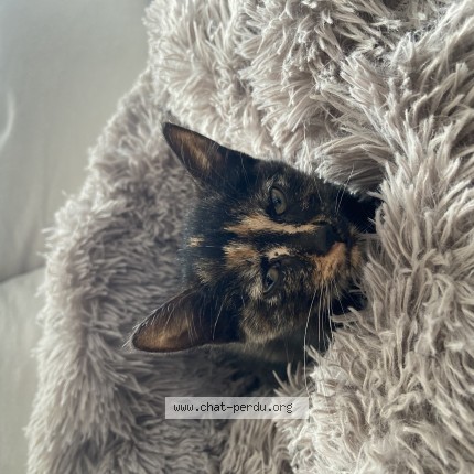 Photo of a cat reunited in Vierzon