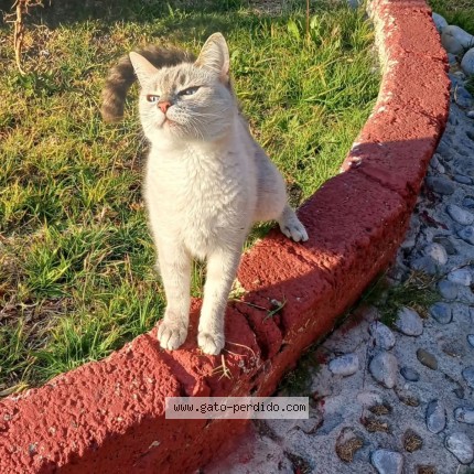 Photo of a cat reunited in Coacalco De Berriozabal