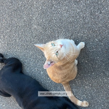 Photo of a cat reunited in Dijon