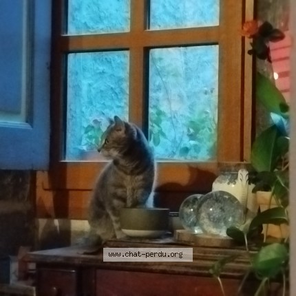 Photo of a cat reunited in Rossillon