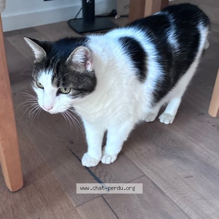 Photo of a cat reunited in Coublevie