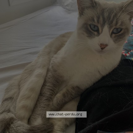 Photo of a cat reunited in Martillac
