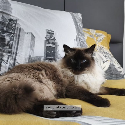 Photo of a cat reunited in Serignan
