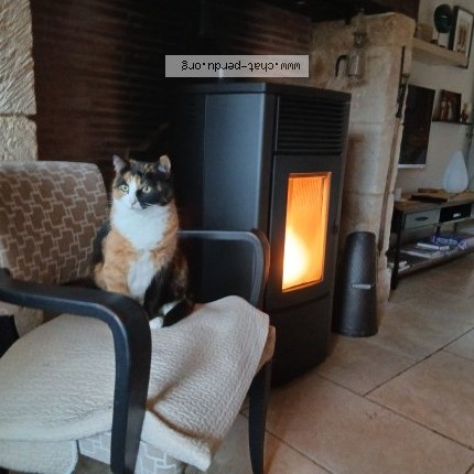 Photo of a cat reunited in Bergerac
