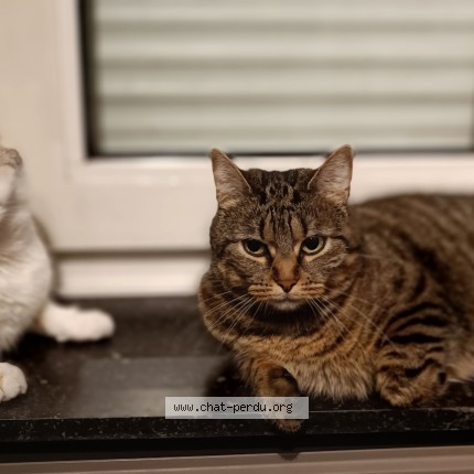 Photo of a cat reunited in Jupille