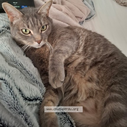 Photo of a cat reunited in Orly