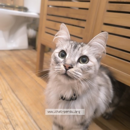 Photo of a cat reunited in Bordeaux