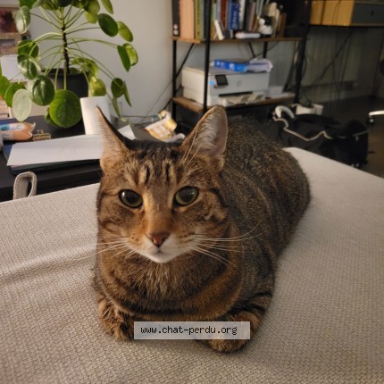 Photo of a cat reunited in Maisons Alfort