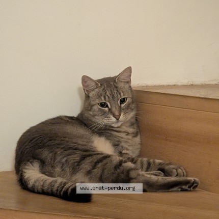 Photo of a cat reunited in Toulouse