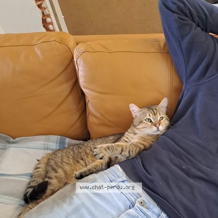 Photo of a cat reunited in Joue Les Tours