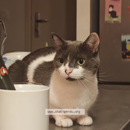 Photo of a cat reunited in Le Havre
