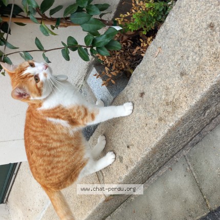 Photo of a cat reunited in Orleans