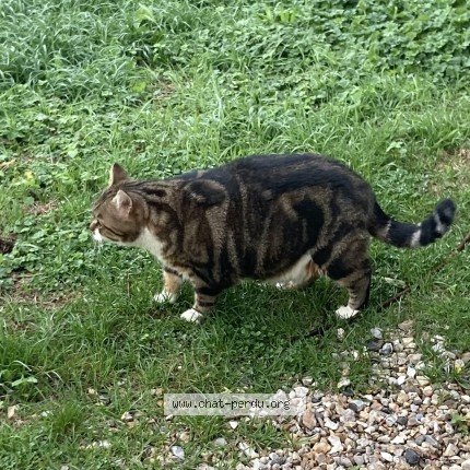 Photo of a cat reunited in Saint Aubin Epinay