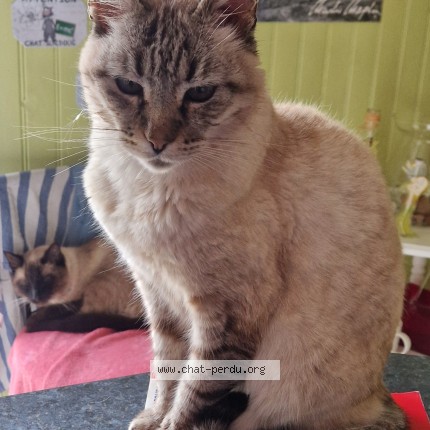 Photo of a cat reunited in Saint Remy
