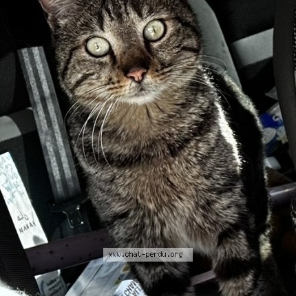 Photo of a cat reunited in Frejus
