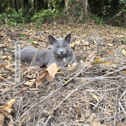 Photo of a cat reunited in Tressignaux