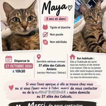 Photo of a cat reunited in Amiens