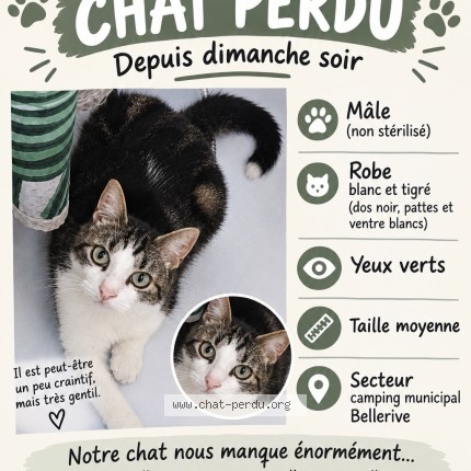 Photo of a cat reunited in Monteux