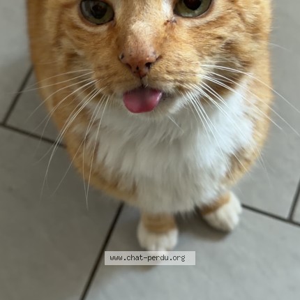 Photo of a cat reunited in Flers En Escrebieux