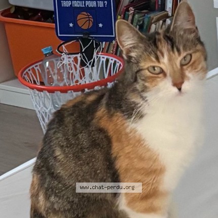 Photo of a cat reunited in Blain
