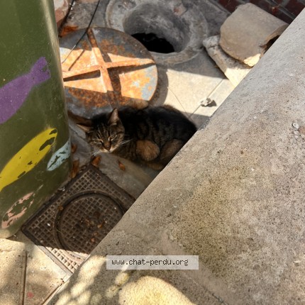 Photo of a cat reunited in Amiens