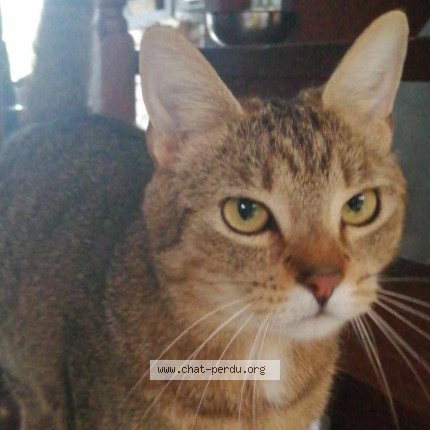 Foto 1/5 Björn Kat vermist in Grupont