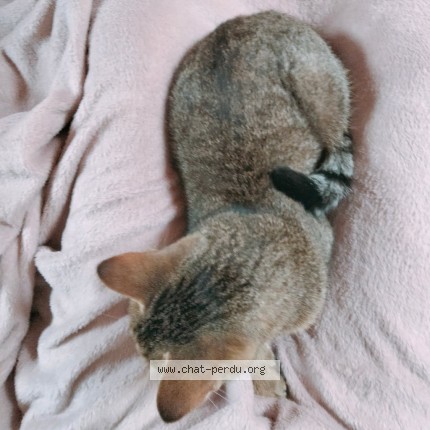 Foto 4/5 Björn Kat vermist in Grupont