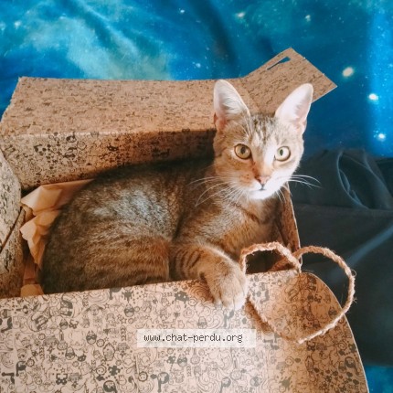 Foto 5/5 Björn Kat vermist in Grupont