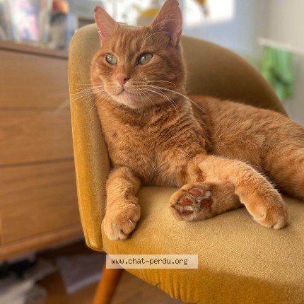 Photo of a cat reunited in Uccle