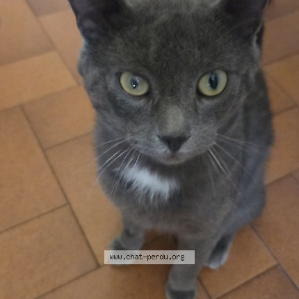 Photo of a cat reunited in Aubagne