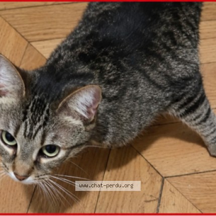Photo of a cat reunited in Paris