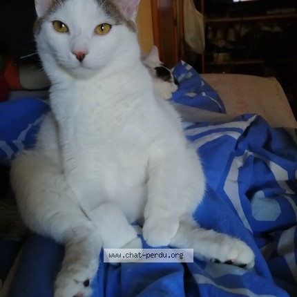 Photo of a cat reunited in La Roche Sur Foron