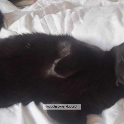 Photo of a cat reunited in Champillon