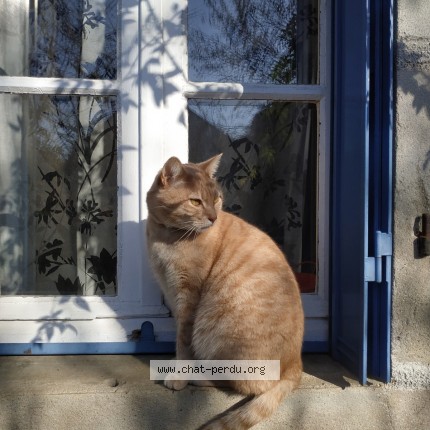 Photo of a cat reunited in Plogastel Saint Germain