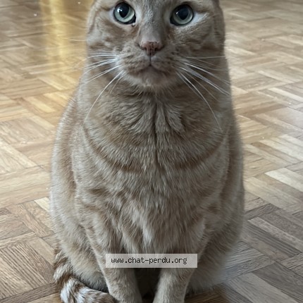 Photo of a cat reunited in Bruxelles