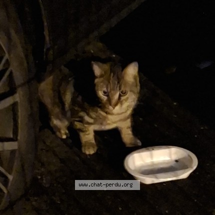 Photo of a cat reunited in Bordeaux