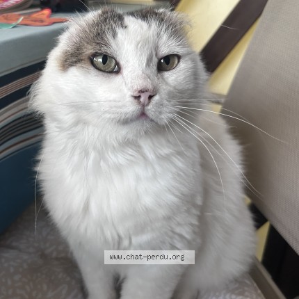 Photo of a cat reunited in Hendaye