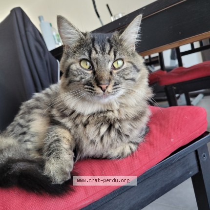 Photo of a cat reunited in L Huisserie