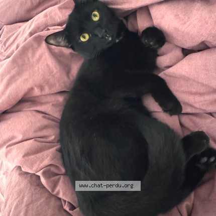 Photo of a cat reunited in Etterbeek