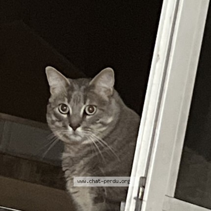 Photo of a cat reunited in Lyon