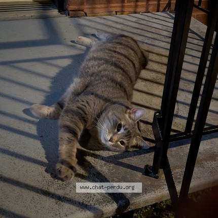 Photo 1/1 Found cat Found in Montreal