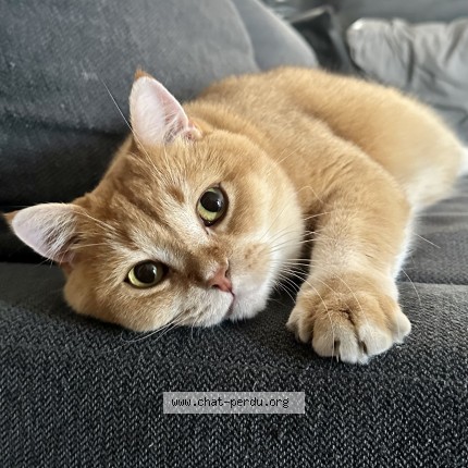 Photo of a cat reunited in Fontenay Sous Bois