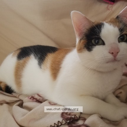 Photo of a cat reunited in Scaer
